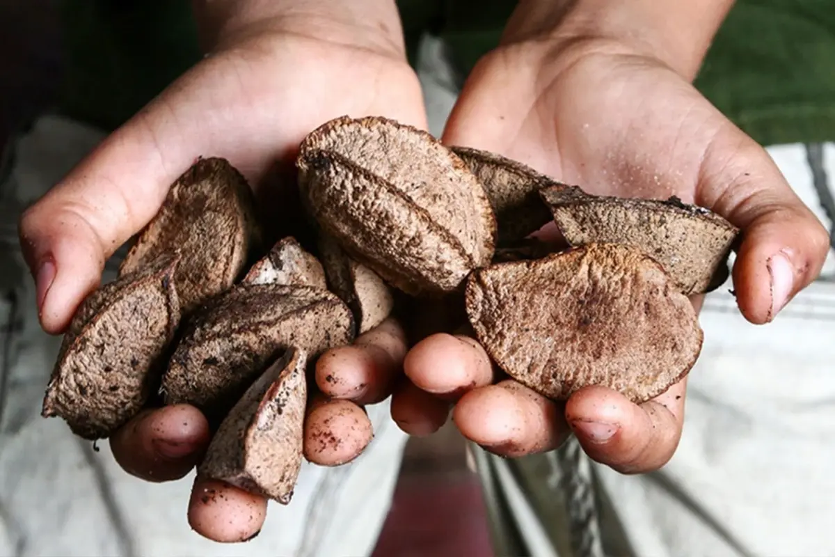 Ne ceviz, ne fındık, ne de badem! En sağlıklı kuruyemiş buymuş