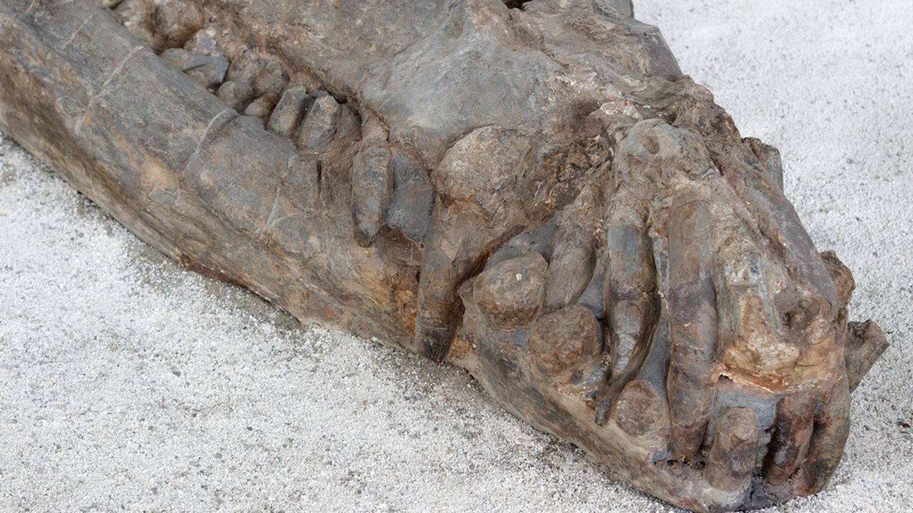 Arjantin’de Dinozorlarla Beslenen Dev Timsah Fosili Keşfedildi