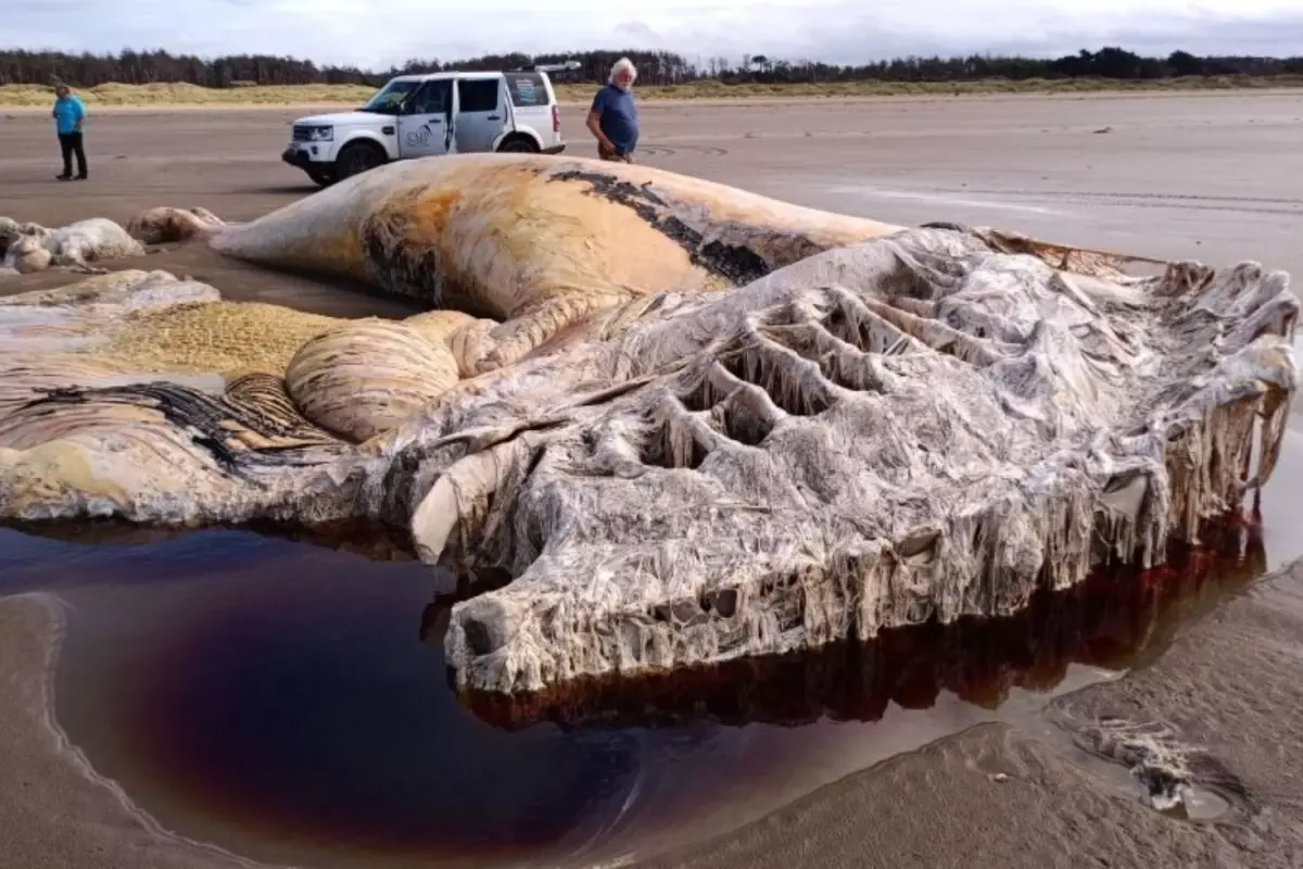 Kıyıya vurdu: Görenler apışıp kaldı!